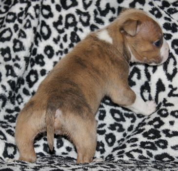 DDDawgs Krueger (AI)